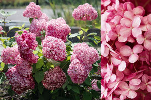 Obraz Hydrangea